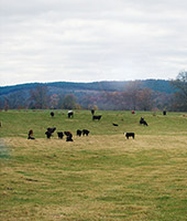 Kühe auf einer Weide (Foto)