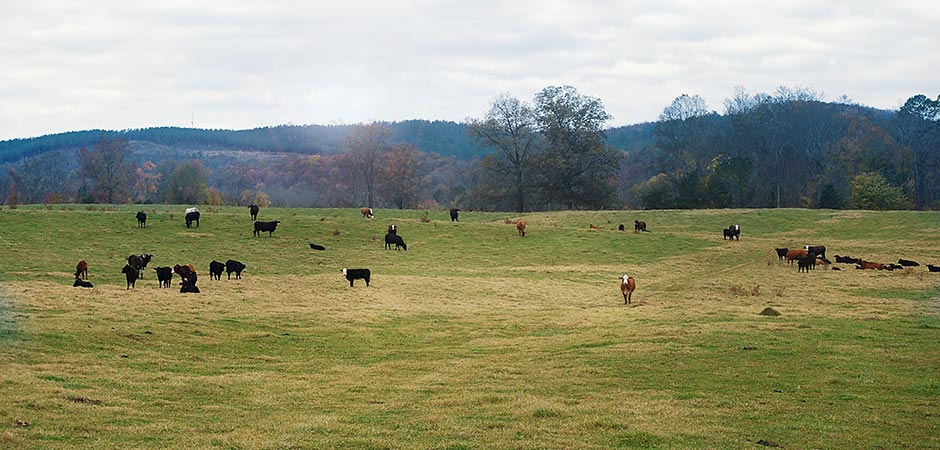 Kühe auf einer Weide (Foto)